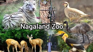 Nagaland Zoological park Visit Nagaland Zoo Chemkhahkonyak [upl. by Nonah]