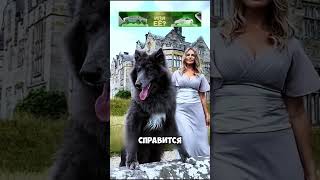 ТОП9️⃣ самых опасных пород собак в мире 🐕🐕 животные милыеживотные [upl. by Cud858]