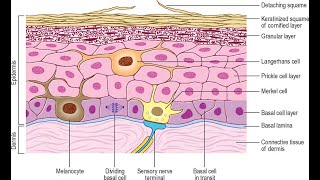 Melanocyte and merkel cells found in the stratum basale of the epidermis [upl. by Airdua916]