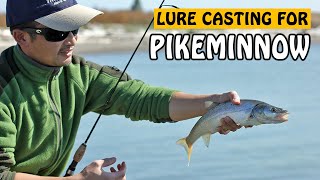 Lure Fishing for Northern Pikeminnow in Fraser River  Fishing with Rod [upl. by Lashond]