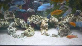 AFRICAN RIFT LAKE CICHLIDS TANK 1209 [upl. by Kass]