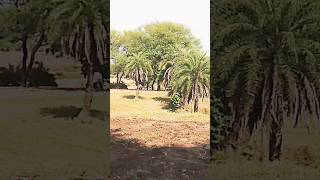 rootes punjabisong newsong farminglovernaturephotography fholdesivillagelife [upl. by Daukas872]