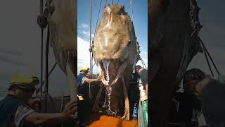 Giant Sea Creatures EXPOSED by Fishermen [upl. by Robbert]