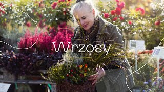 Wrzosy sezon 2024 [upl. by Kenzie]