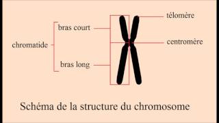 Chapitre VIII  Le chromosome au cours du cycle cellulaire [upl. by Atinaj]