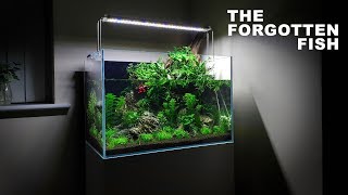 Betta Fish Aqua Terrarium Build  60cm Aquarium  Paludarium Aquascape [upl. by Branen]