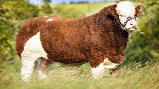 Incredible Simmental Cattle Sell to £48300 What a day [upl. by Vano]