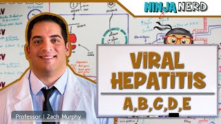 Hepatitis  Pathophysiology of Viral Hepatitis [upl. by Cammy733]