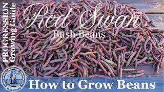 How to Grow Beans PROGRESSION Complete Growing Guide  Red Swan Bush Beans [upl. by Anotyal763]