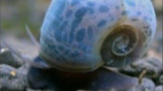 Unboxing New snails blue ranshorn in my nano cherry shrimp tank happy days [upl. by Booma]