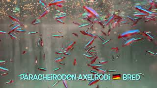 Paracheirodon axelrodi 🇩🇪 bred [upl. by Nessah]