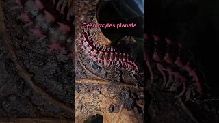 Pink dragon 🩷 Desmoxytes planata 🐲🩷 millipede [upl. by Elleina]