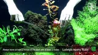 Ludwigia repens Rubin [upl. by Hermosa]