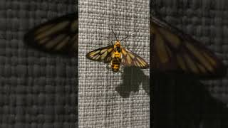 Common wasp moth with white antenna [upl. by Enyar]