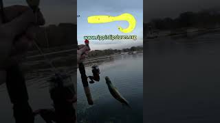 fypシ゚viral fishing crawdaddyadventures freshwaterfish crawdaddyroddhooks rippinlipslures [upl. by Gray]