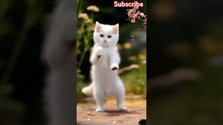 New cat 😺 dance  WhatsApp status cat catvideo bhojpuri comedy catlover funny shorts [upl. by Laddy994]