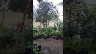 Heavy Rain in Nusantara rain shorts [upl. by Adaha468]