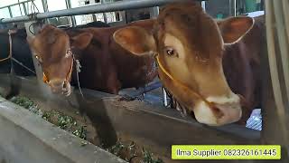 Review Bibit an amp Sapi QurbanMulai 13 Juta up082326161445 [upl. by Evy]