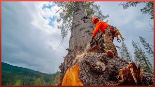 Cutting Down a Giant Pine Tree 60 Years Old amp 20 Meters Tall  by jrebollogalceran [upl. by Naujahs]