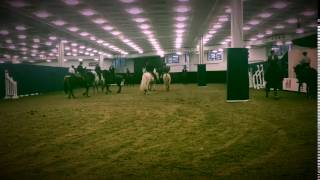 The Portuguese Lusitanos at Olympia 2016 [upl. by Ellednahc]