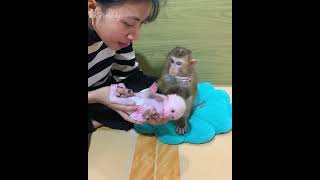 Smart baby monkey JODA helps mom take care baby DOOB and wait mom came to sharing fruits for eat [upl. by Zarla]