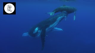 Whale Sounds Underwater Nature Video  4K  10 Hours for Sleep Insomnia Stress Relief amp Relaxation [upl. by Anirpas]