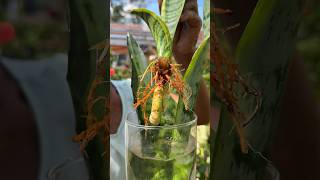 Como Reproducir la sansevieria en Agua shorts [upl. by Aihsatan]