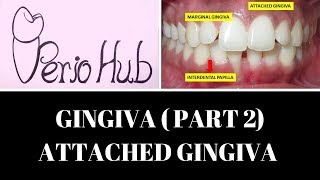 GINGIVA  Attached Gingiva [upl. by Goodrich]