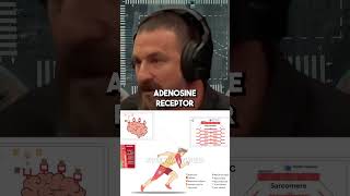 TRUTH About Caffeine  Neuroscientist Andrew Huberman shorts joerogan [upl. by Anidnamra]