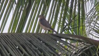 Diwali greetings from majestic royal SHIKRA Tachyspiza badia or Accipiter badius in Mapusa [upl. by Sinnek885]