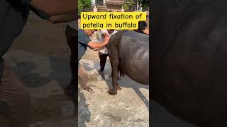 MPD l upward fixation of patella in buffalo l dr Umar khan [upl. by Ias]