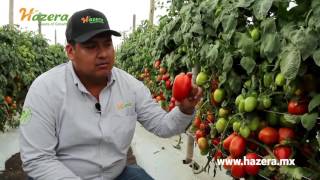 Raul Arciniega nos presenta las nuevas variedades de tomate de Hazera Seeds [upl. by Anuahsar]