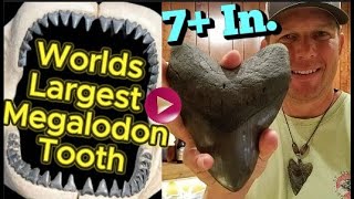 Worlds Largest Megalodon Tooth Over 7 Inches  1 of 2 Record Breaking Discovery [upl. by Herrera]