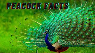 15 Amazing Facts About Peacocks You Didnt Know [upl. by Brenden197]