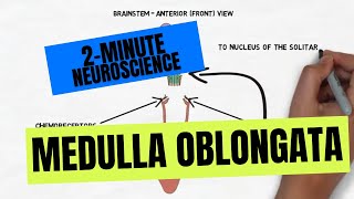 2Minute Neuroscience Medulla Oblongata [upl. by Littman70]