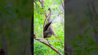 This Bird Can Mimic Any Sound [upl. by Assyram]