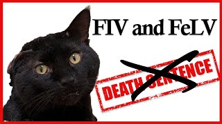 FIV and FeLV No Longer a Death Sentence [upl. by Latreece33]