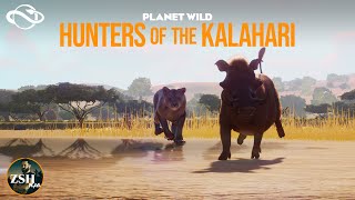 Filming a Lion Hunt in Planet Zoo  Planet Wild [upl. by Lyj]