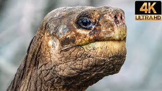 David Attenboroughs Galapagos  Evolution  4K Wildlife Documentary [upl. by Atteuqram]