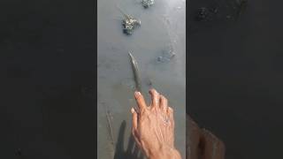 cara menangkap Ikan Belanak Pakai Tangan fishingvideo ikanbelanak menangkapikan [upl. by Drabeck776]