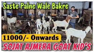 11000 Palne Wale Saste Bakre In Mumbra  Sojat Ajmera Sirohi Boer Goat Kids [upl. by Eniamzaj]