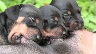 Cute Dachshund Puppies Suckling [upl. by Marielle]