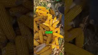 Amazing Corn Harvesting Machine shorts [upl. by Eehc]