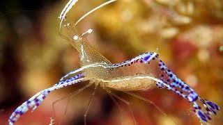 Pederson cleaner shrimp  Pedersons shrimp  Cleaner shrimps  Banded Coral Shrimp [upl. by Llehsyt]