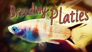 PLATY FISH BREEDING All You Need to Know [upl. by Ulrica]