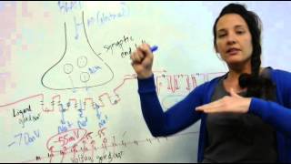 Excitation Contraction Coupling [upl. by Yssenhguahs72]