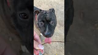 Staffordshire  Grooming  Playing ♥️ staffordshirewildlife pitbull staffy [upl. by Amol913]