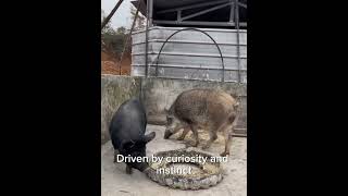 Wild Boar and Domestic Pig [upl. by Leirrad]