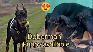 Doberman puppy pure dog information [upl. by Mera]