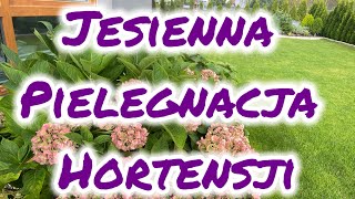 Jesienna pielęgnacja hortensji ogrodowej [upl. by Holey94]